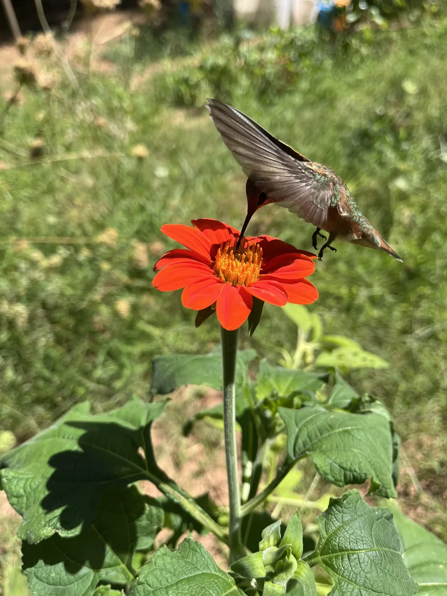 Hummingbird Taking a Drink